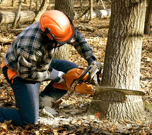 Tree Removal in Wellington, IL
